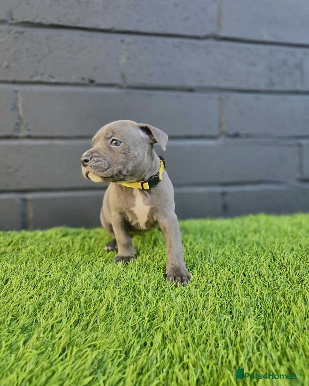 Staffordshire Bull Terrier dogs for sale: Blue Staffordshire Bull Terrier Champion Pups - Image 4