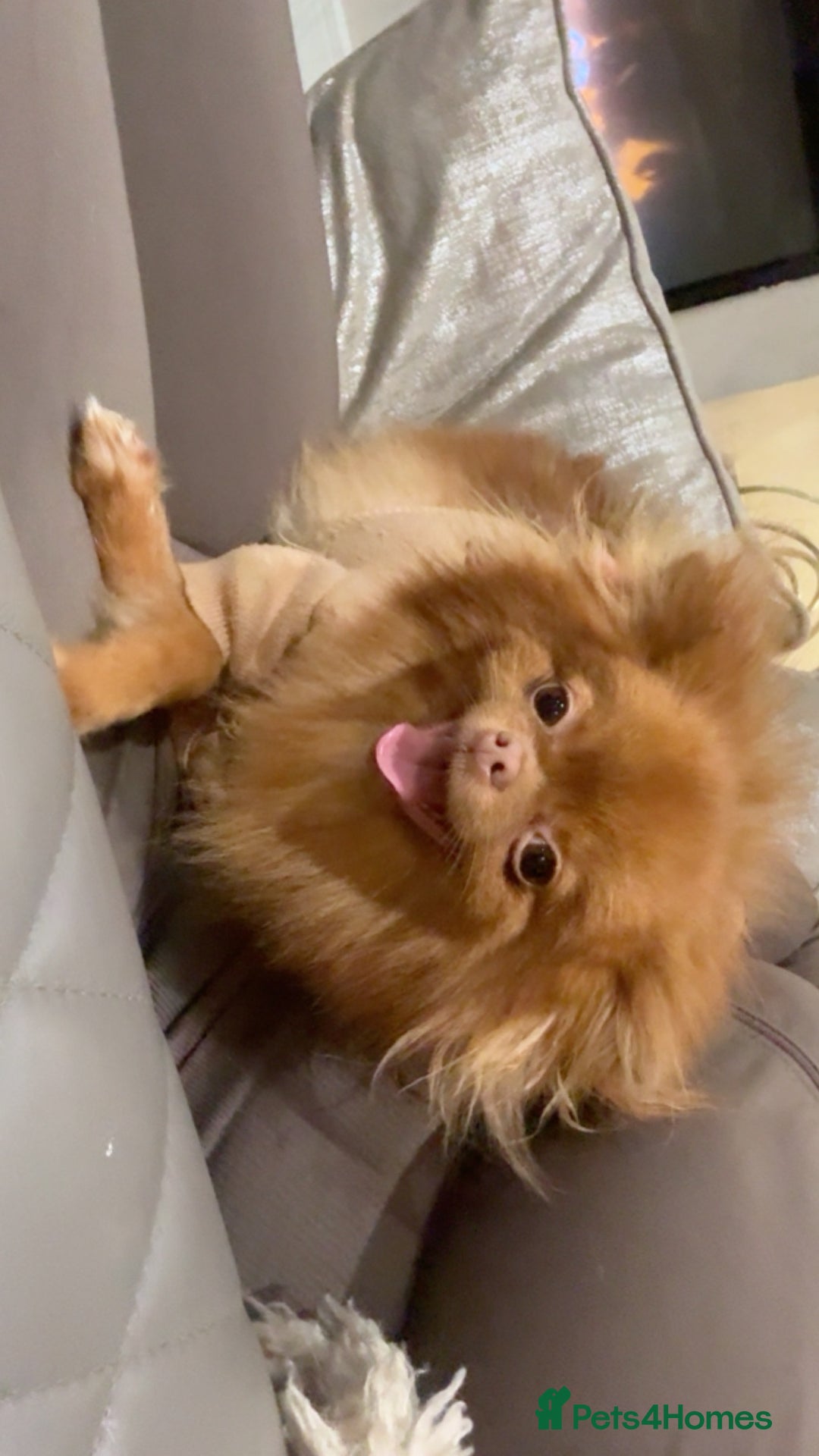 Pomeranian dogs for sale: CHOCOLATE FLUFFY PUPS - Advert 15