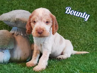 Cocker Spaniel dogs Stunning litter of Show Cocker Spaniel Puppies - Advert 10