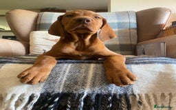 Hungarian Vizsla dogs for sale: *Bruno* Top class bred male Vizsla pup in Barnard Castle - Image 8