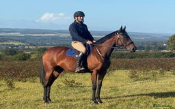 Irish Thoroughbred horses for sale: Excellent safe hacking / hunter - Image 3