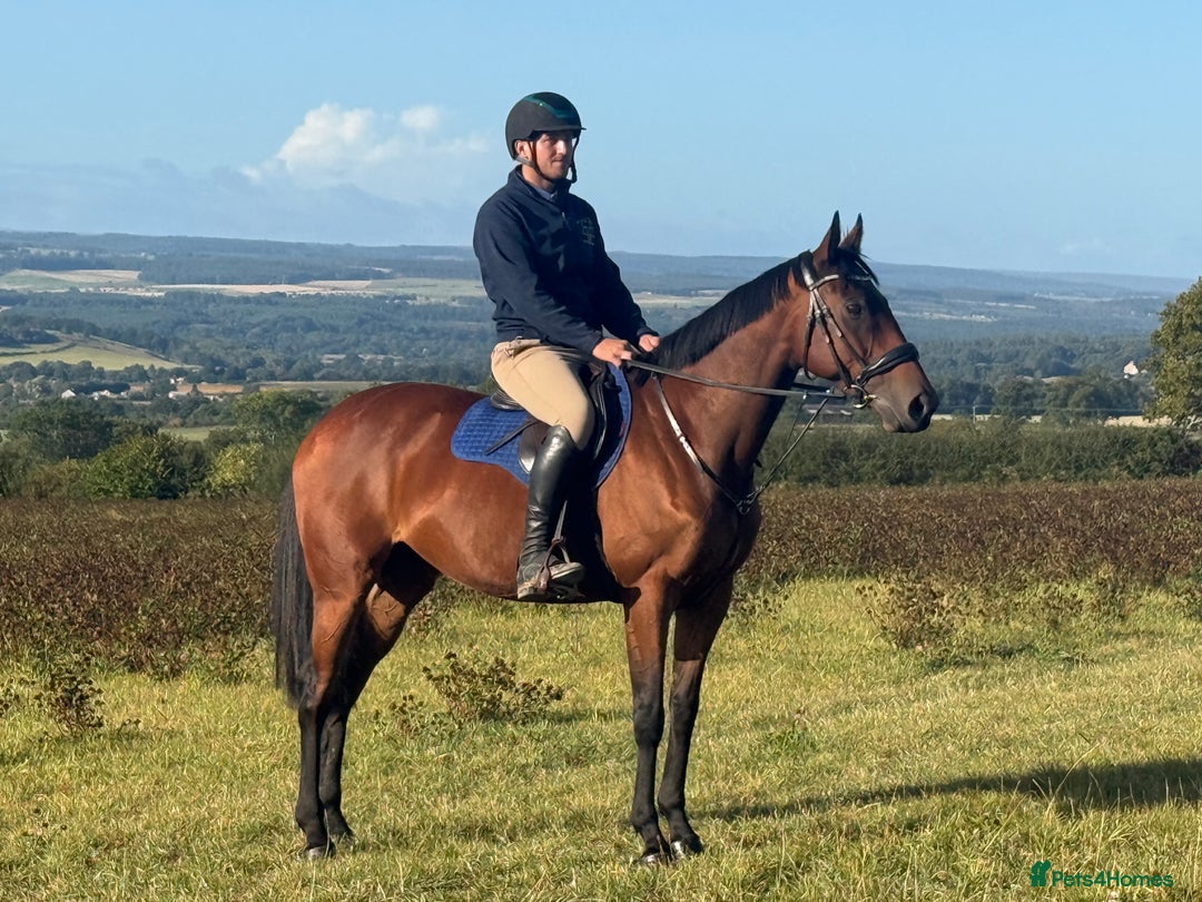 Irish Thoroughbred horses for sale: Excellent safe hacking / hunter - Image 3