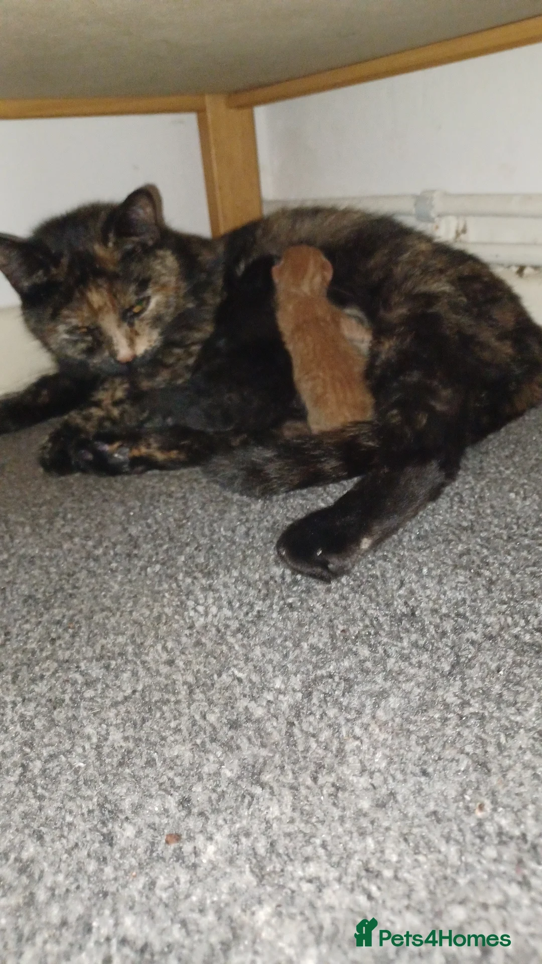 Mixed Breed cats for sale: Kitten/cat in Chard - Advert 2
