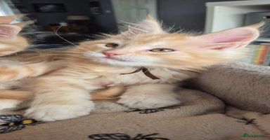 Maine Coon cats - Advert 13