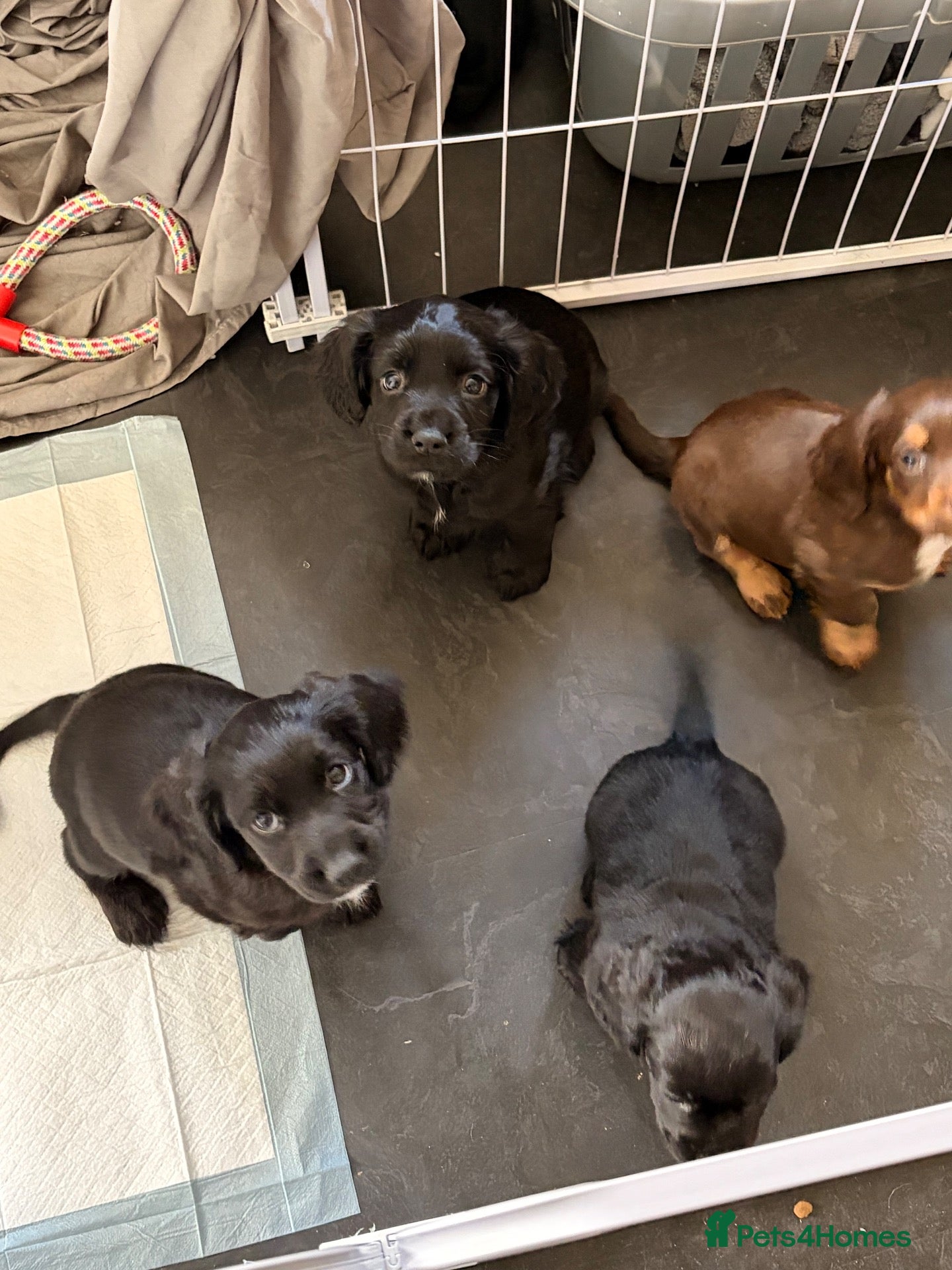 Mixed Breed dogs Chi Spaniel - Advert 9