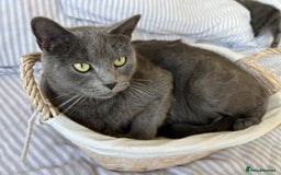 Russian Blue cats for sale: Crossed RussianBlue Kittens - Image 17