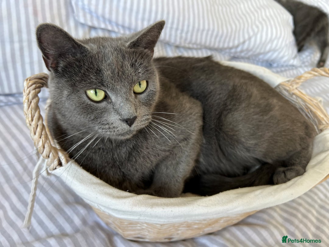 Russian Blue cats for sale: Crossed RussianBlue Kittens - Image 17