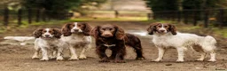 Sprocker dogs for sale: Two Sprocker Spaniel Dog Puppies For Sale in Newmarket - Advert 14