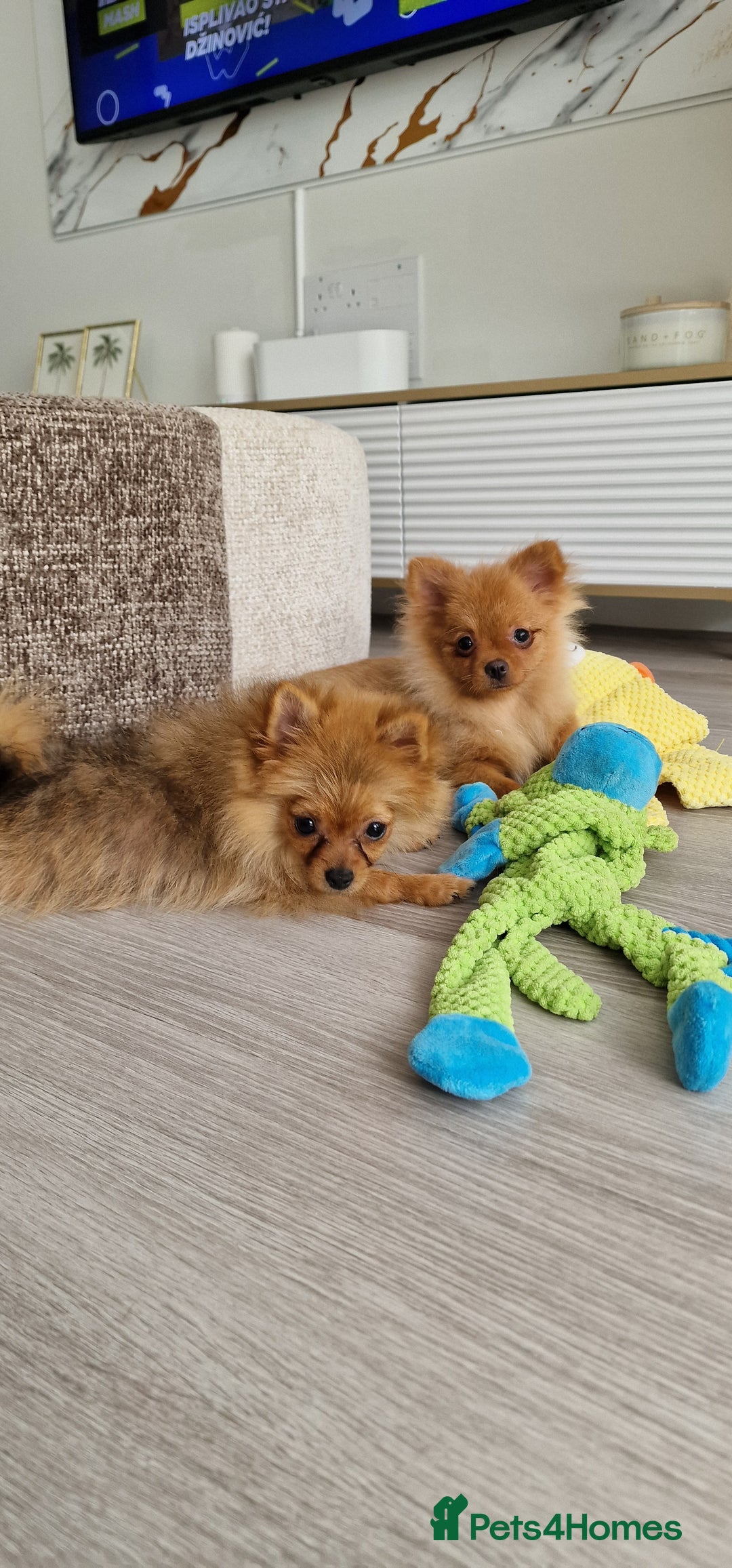 Pomeranian dogs for sale: Beautiful 5-Month-Old Pomeranian Girl for Sale  - Image 5
