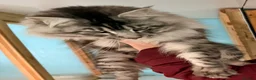 Maine Coon cats for sale: GCCF Registered Maine coon kittens  - Advert 11