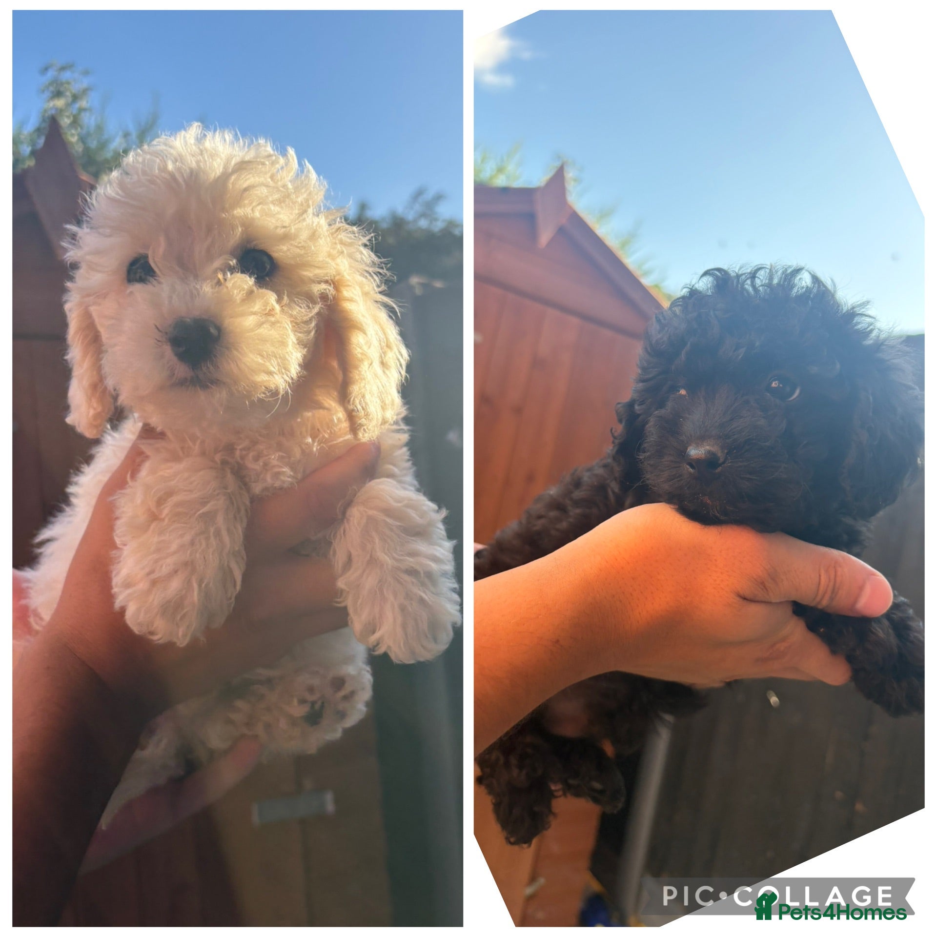 Cavapoo dogs F2 Cavapoo puppies for sale - Advert 11