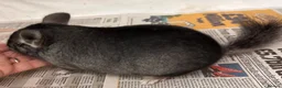 Chinchilla rodents for sale: Bobby, lovely Standard boy - Advert 5