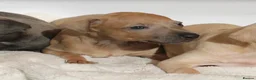 Italian Greyhound dogs for sale: KC Reg Italian Greyhounds - Advert 10