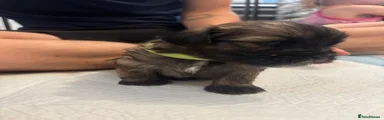 Green pup - Male