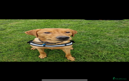 Labrador Retriever dogs for sale: Red fox working Labrador - Image 1