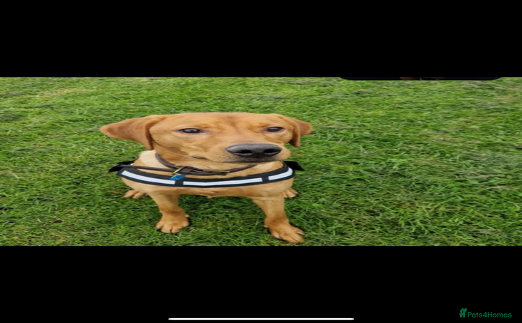 Labrador Retriever dogs - Advert 1