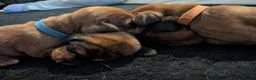 Miniature Dachshund dogs for sale: Miniature dashaund puppies  - Advert 12