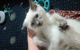 Ragdoll cats for sale: Pedigree Ragdolls for sale £495 - Image 26