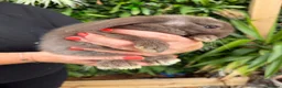 Mini Lop rabbits for sale: Baby rabbits  - Advert 3