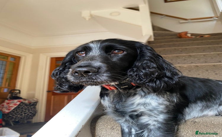 Cocker Spaniel dogs - Advert 12