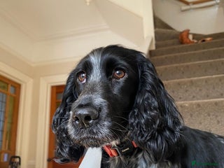 Cocker Spaniel dogs - Advert 30