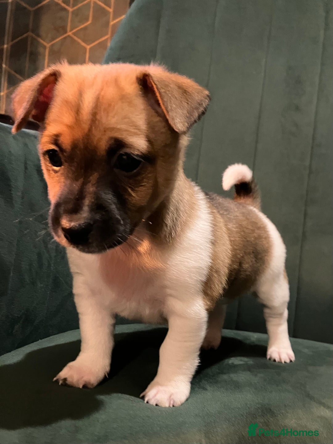 Jack Russell dogs for sale: Jack Russell girl puppies x2 - Advert 1