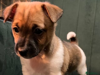 Jack Russell dogs Jack Russell girl puppies x2 - Advert 5