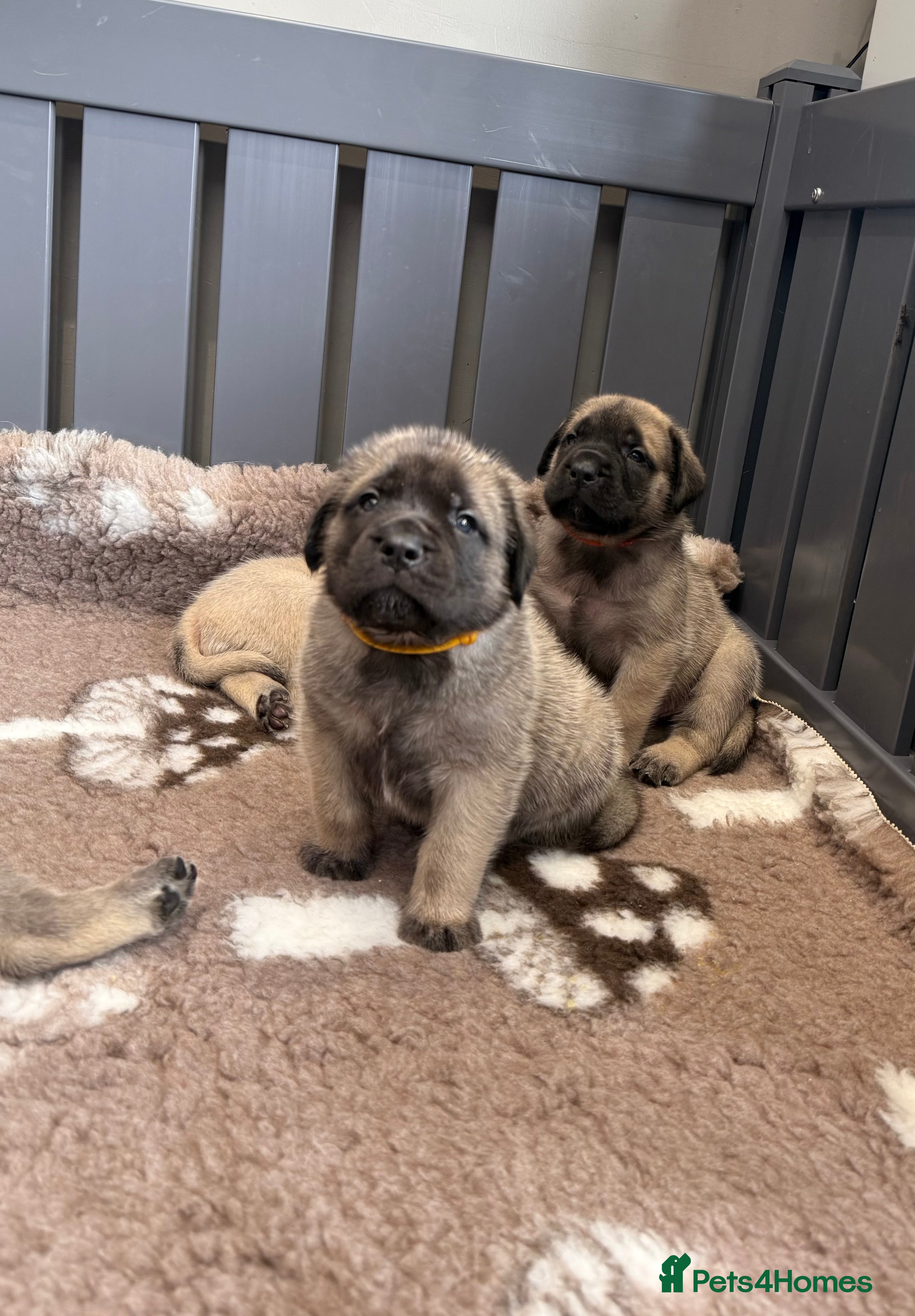 Mastiff dogs KC English mastiff Puppies  - Advert 1