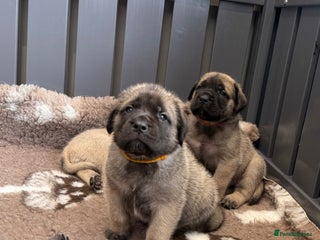 Mastiff dogs KC English mastiff Puppies - Advert 1