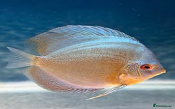 Discus fish for sale: Discus fish - Image 10