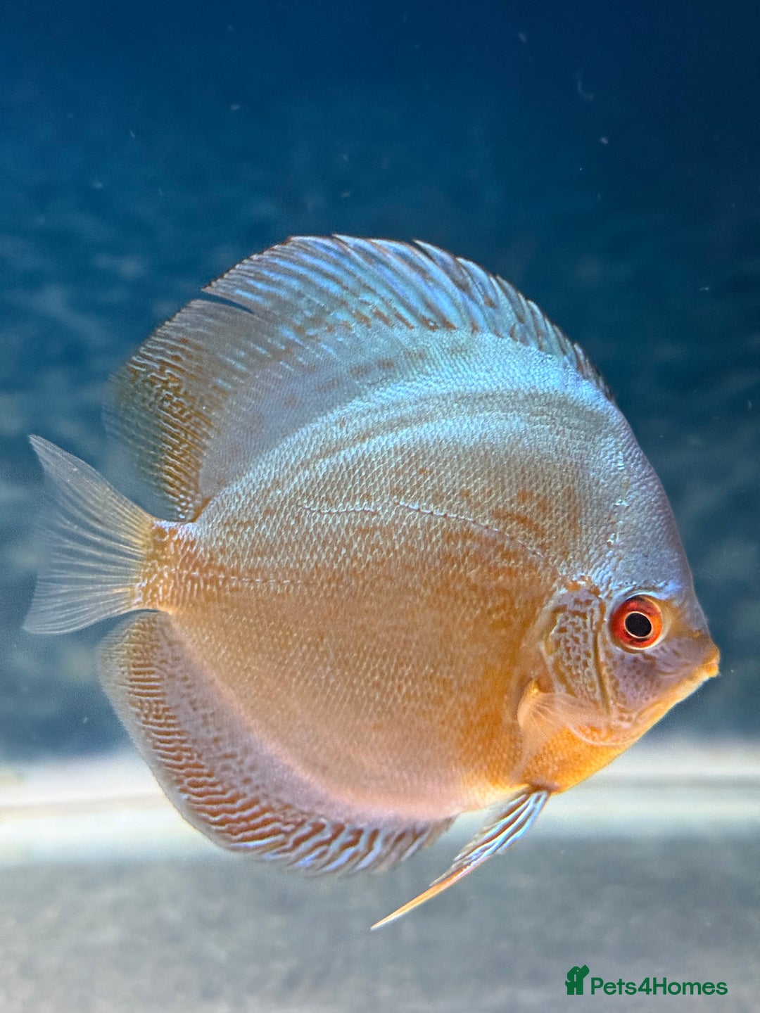 Discus fish for sale: Discus fish - Image 10