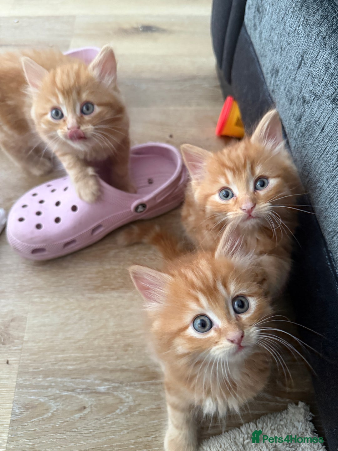 Persian cats for sale: Ginger boys 💚 - Image 6