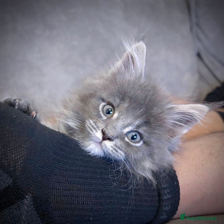 Maine Coon cats Giant Russian Mainecoons Kittens - Advert 5