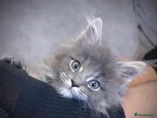 Maine Coon cats Giant Russian Mainecoons Kittens - Advert 5