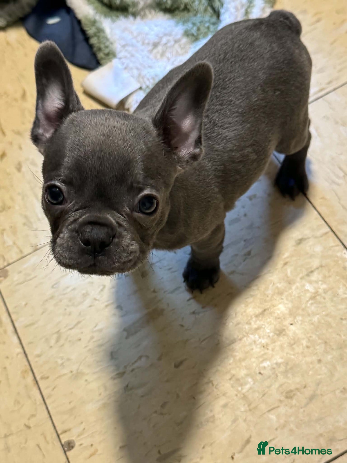 French Bulldog dogs Last Pup looking for forever home - Advert 16