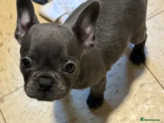 French Bulldog dogs Last Pup looking for forever home - Advert 17