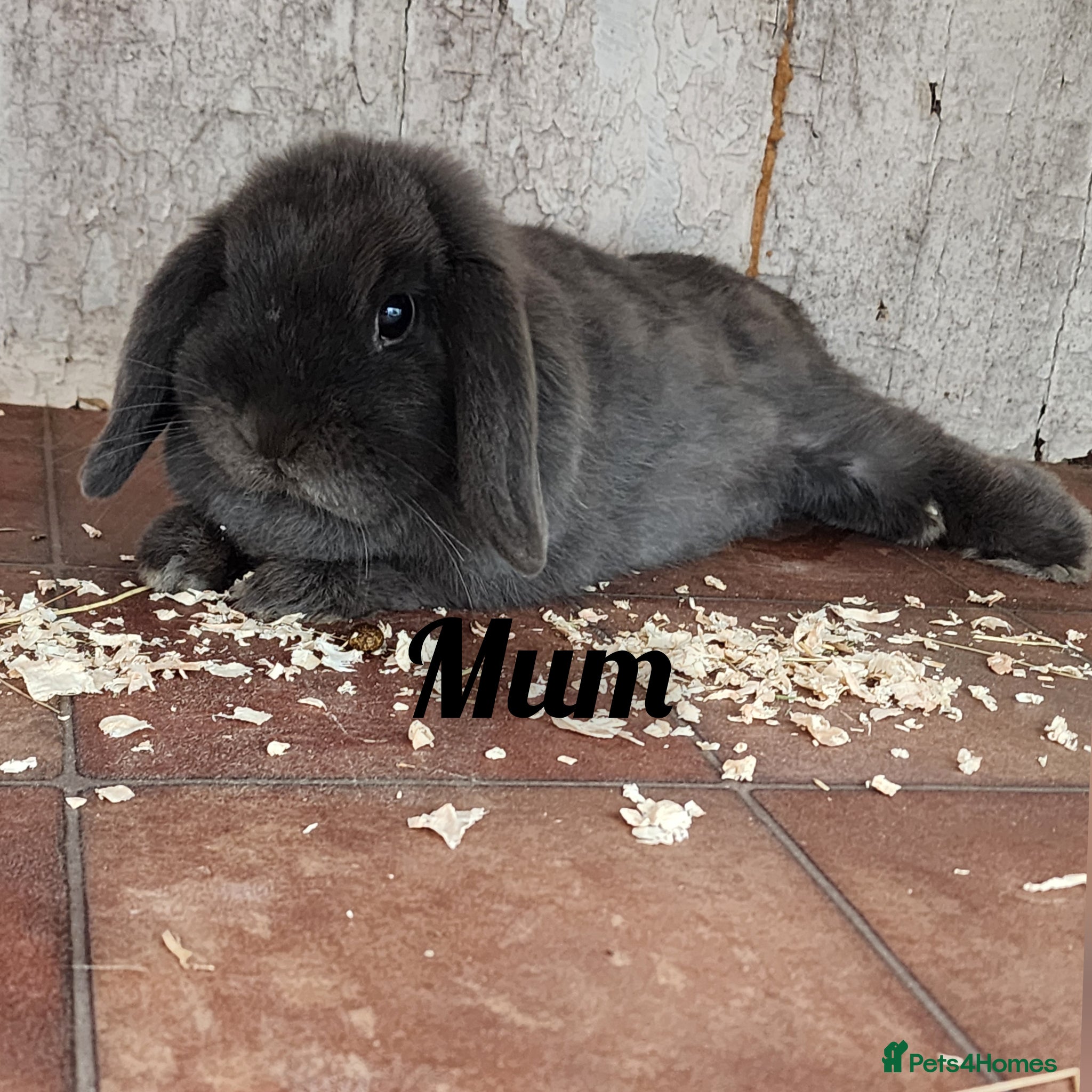 Mini Lop rabbits Baby miniature lops - Advert 1