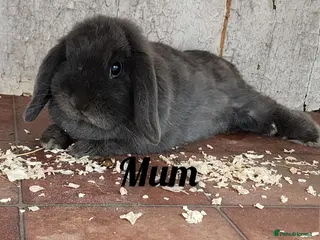 Mini Lop rabbits Baby miniature lops - Advert 1
