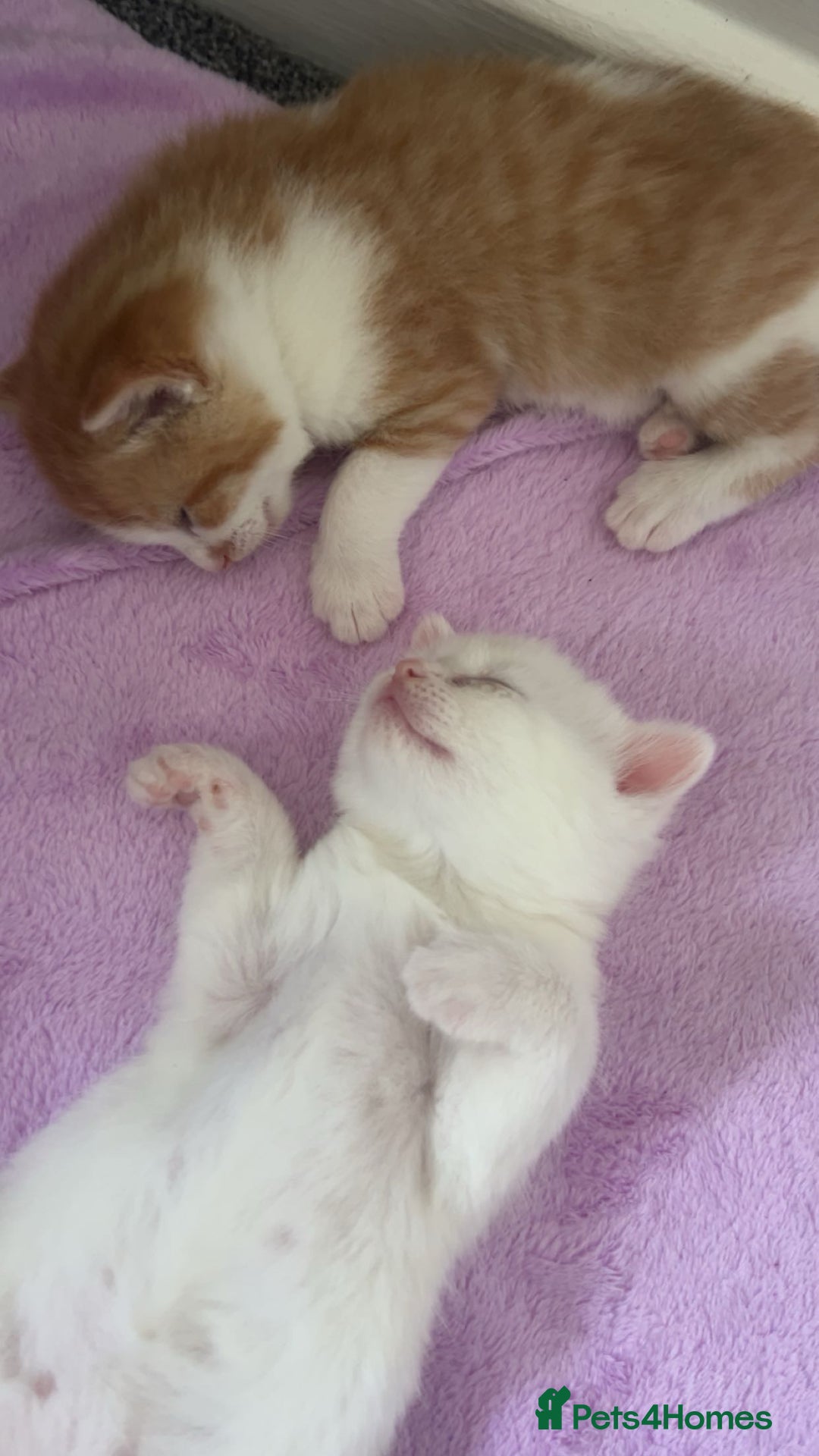 Turkish Angora cats for sale: Ginger white Turkish angora kittens 🥰 - Image 3