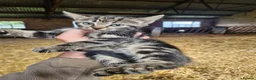 Mixed Breed cats for sale: Beautiful tabby girl  - Advert 2