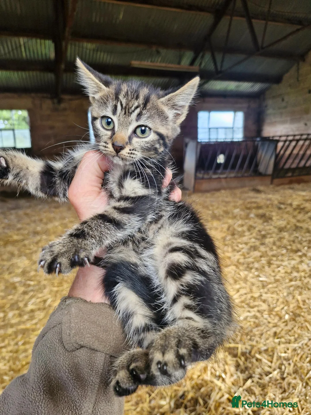 Mixed Breed cats for sale: Beautiful tabby girl  - Advert 2