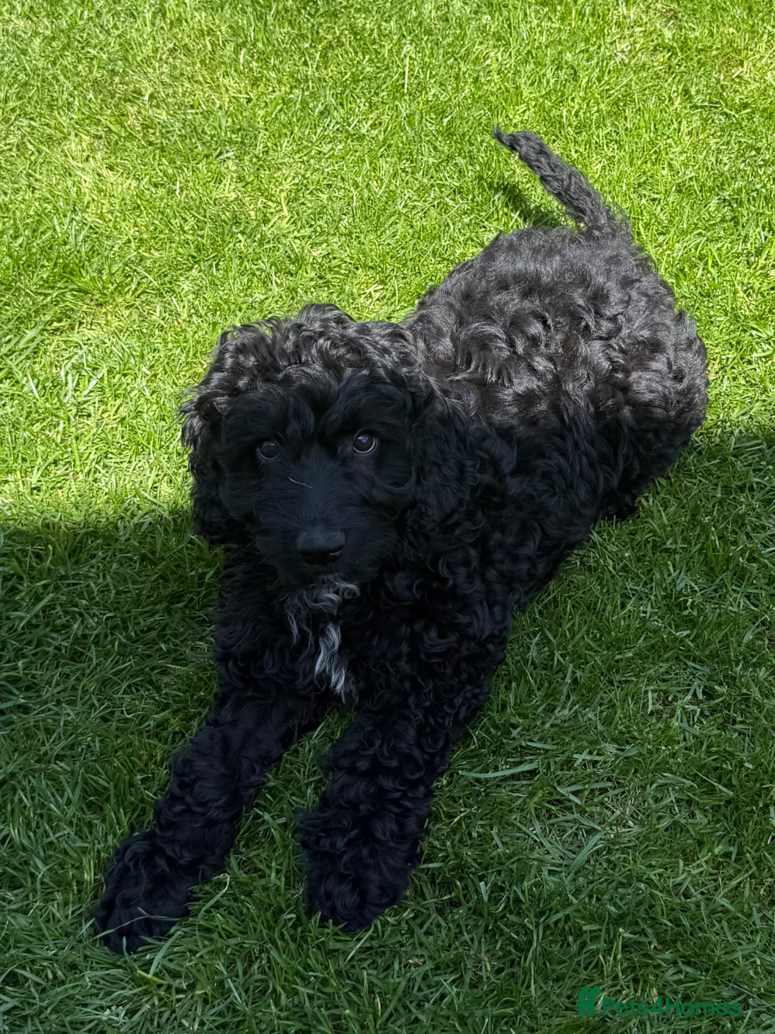 Australian Labradoodle dogs READY BOY FOR A NEW HOME: 1ST AND 2ND VACCINATION - Advert 3
