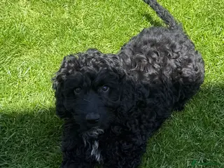 Australian Labradoodle dogs READY BOY FOR A NEW HOME: 1ST AND 2ND VACCINATION - Advert 3