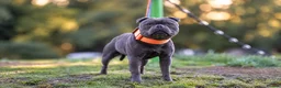 Staffordshire Bull Terrier dogs for stud: THE FAMOUS JOEY! Heavily Health-Tested Blue Stud!  - Advert 4