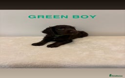 Cocker Spaniel dogs for sale: Gorgeous Full Cocker Spaniel Pups  - Image 11
