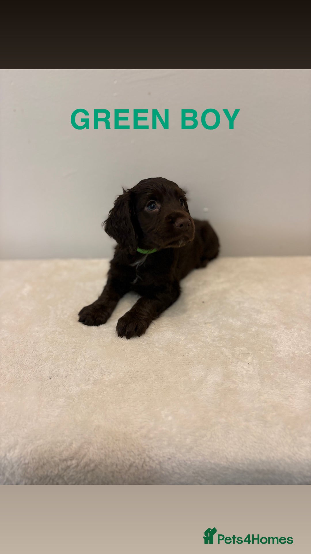 Cocker Spaniel dogs for sale: Gorgeous Full Cocker Spaniel Pups  - Image 11