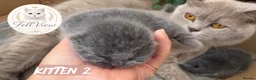 British Shorthair cats for sale: Beautiful Litter of Blue BSH Kittens  - Advert 3