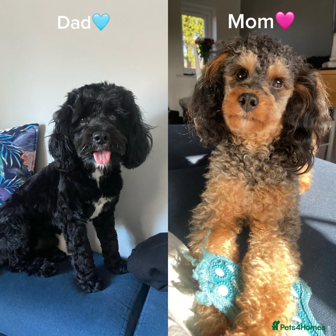 Cavapoo dogs for sale: Beautiful Cavapoo Puppies ready for a new home - Advert 2