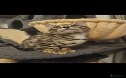 Bengal cats for sale: Male bengal - last kitten left - Image 3