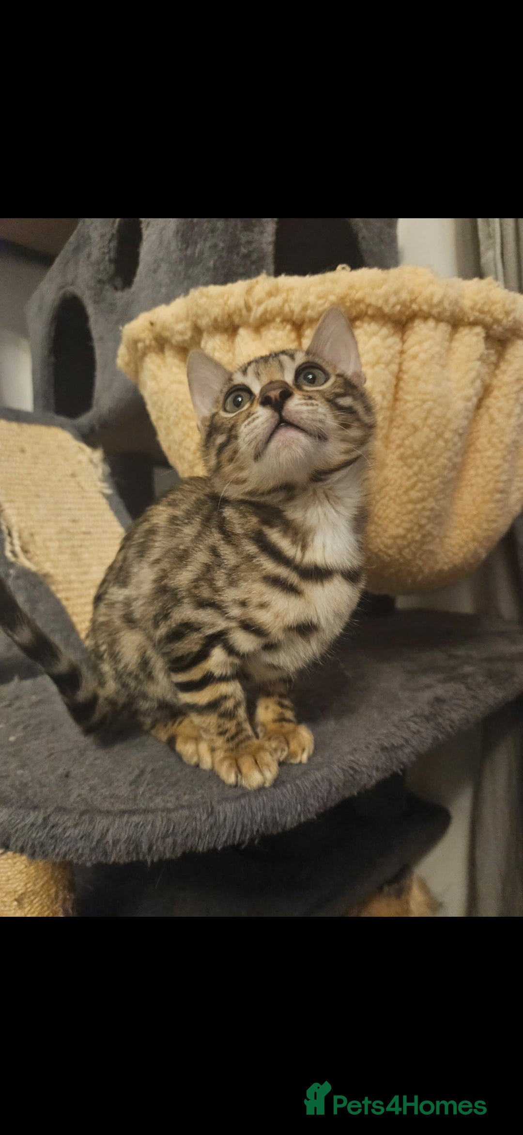 Bengal cats for sale: Male bengal - last kitten left - Image 3